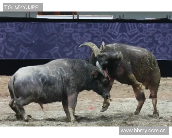 阿姆卡尔与图斯诺激战正酣双方全力争夺胜利荣耀